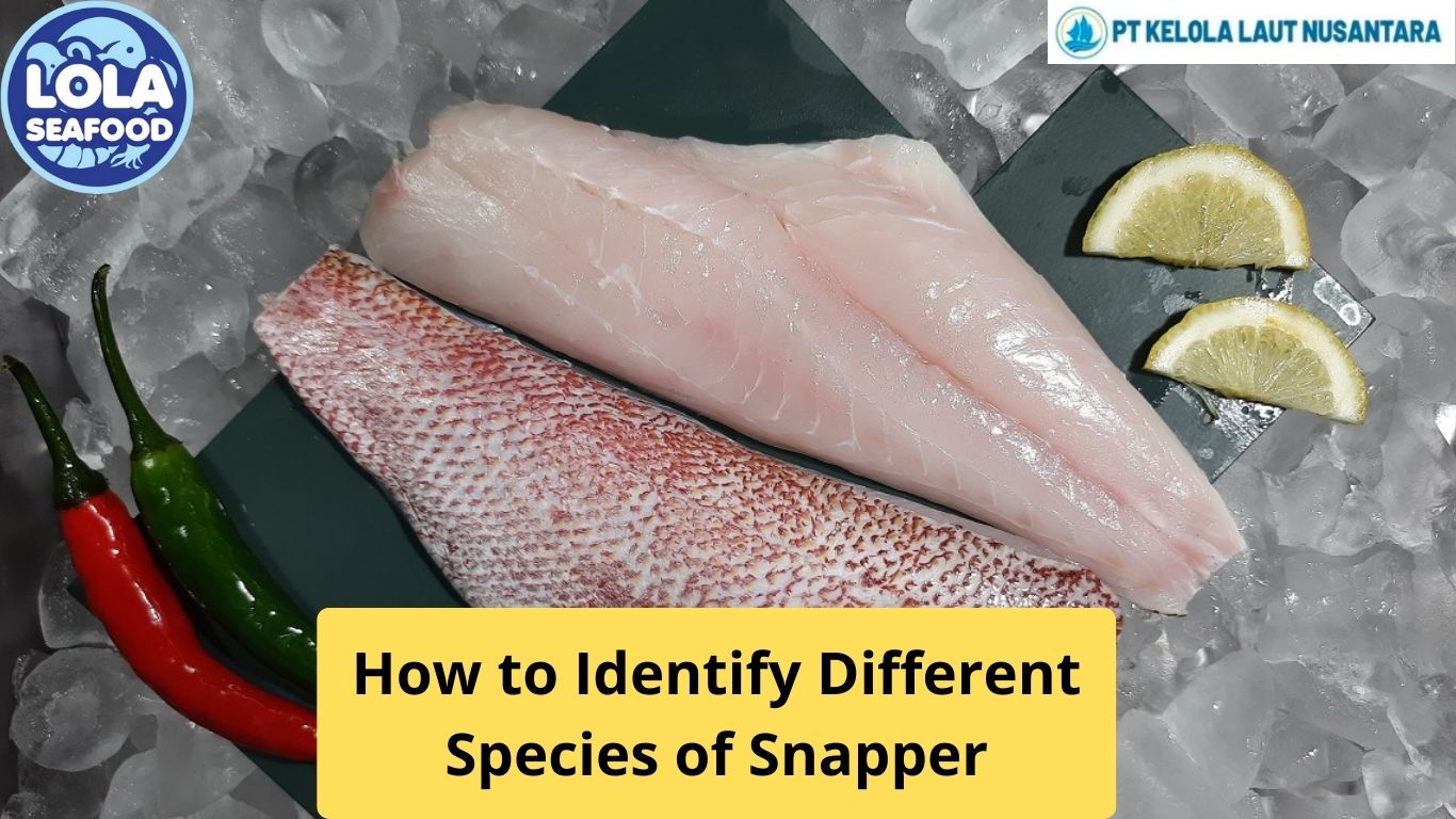 How to Identify Different Species of Snapper